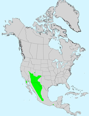 North America species range map for Longleaf False Goldeneye, Heliomeris longifolia: Click image for full size map. North America species range map for Longleaf False Goldeneye, Heliomeris longifolia: Click image for full size map.